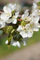 Frühling in Deutschland: Kirschblüte mit Insekten