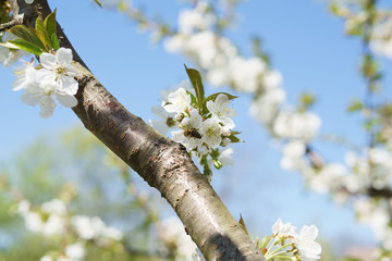 Frühling in Deutschland: Kirschblüte mit Insekten