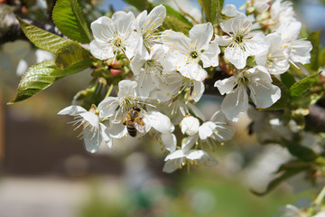 Frühling in Deutschland: Kirschblüte mit Insekten