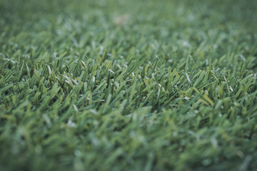 Green grass. background texture. fresh spring green grass.