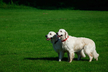Two Golden retriever dog