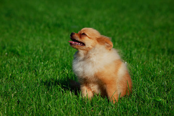 the dog breed pomeranian spitz