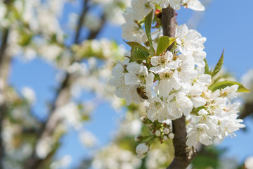 Frühling in Deutschland: Kirschblüte mit Insekten