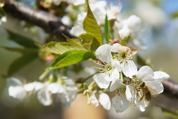 Frühling in Deutschland: Kirschblüte mit Insekten