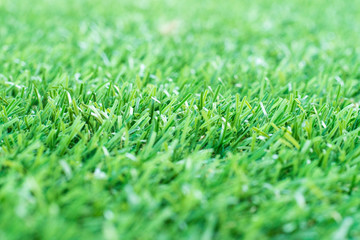 Green grass. background texture. fresh spring green grass.