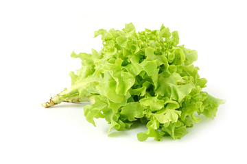 Green oak leaf vegetable  Healthy Food for salad isolated on white background