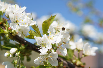 Frühling in Deutschland: Kirschblüte mit Insekten