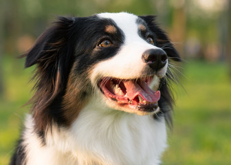 Close up portrait of adorable young Australian Shepherd dog during sunset at spring or summer park. Beautiful adult purebred Aussie outdoors in the nature.