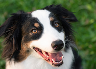 Close up portrait of adorable young Australian Shepherd dog during sunset at spring or summer park. Beautiful adult purebred Aussie outdoors in the nature.