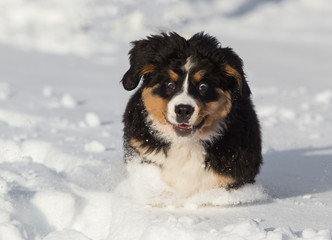 bernese mountain dog