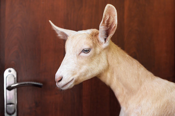 sad goat inside the room at the door. concept of driving a goat out of the house