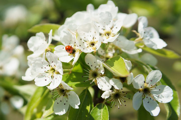 Frühling in Deutschland: Kirschblüte mit Insekten