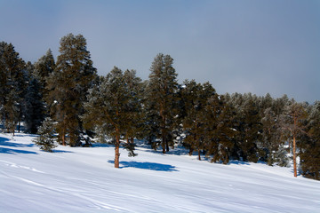 Snow covered fir trees. Panoramic view of the picturesque snowy winter landscape. Magnificent and silent sunny day.