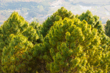 Obraz premium Pine trees view over bandipur Nepal