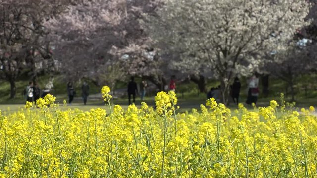 SATTE,  SAITAMA,  JAPAN - CIRCA APRIL 2019 : CHERRY BLOSSOMS and RAPE FLOWER (CANOLA FLOWER).  Spring season.