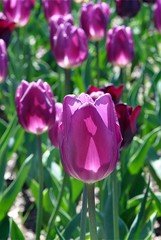 violet flowers tulips