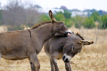 Cute mini donkeys play rough in farm pasture during winter.