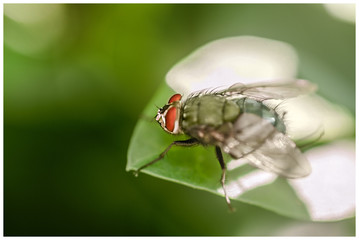 La mouche 