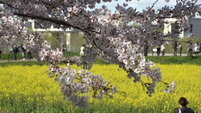 SATTE,  SAITAMA,  JAPAN - CIRCA APRIL 2019 : CHERRY BLOSSOMS and RAPE FLOWER (CANOLA FLOWER).  Spring season.