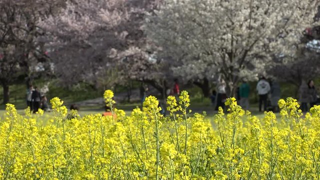 SATTE,  SAITAMA,  JAPAN - CIRCA APRIL 2019 : CHERRY BLOSSOMS and RAPE FLOWER (CANOLA FLOWER).  Spring season.
