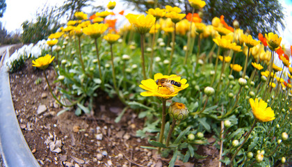 Wild chrysanthemum chamomile