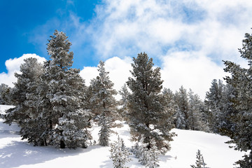 Snow covered fir trees. Panoramic view of the picturesque snowy winter landscape. Magnificent and silent sunny day.