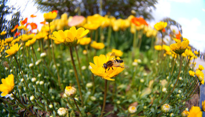 Wild chrysanthemum chamomile