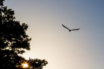 Seagull flying away wings spread from behind green trees at background