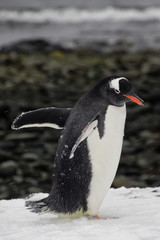 Gentoo penguins in Antarctica - 264250752