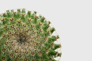 Obraz premium Macro cactus with white background