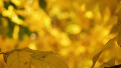 Yellow maple leaves sliding focus Close up of beautiful magic autumn trees, yellow leaves and incredibly warm calm sunny weather.