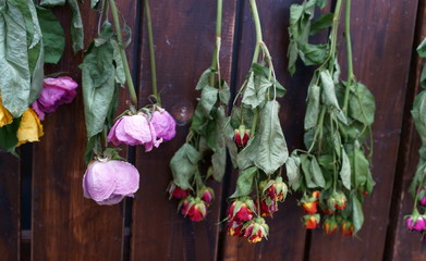 colorful Dried flower Botanical