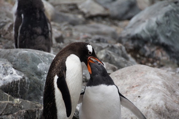 Gentoo penguins in Antarctica - 264250956