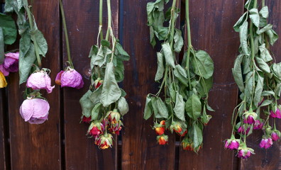 colorful Dried flower Botanical