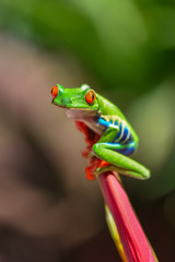 Red-eyed tree frog, Agalychnis callidryas, funny frog in Costa Rica, climbing on a parakeet flower 