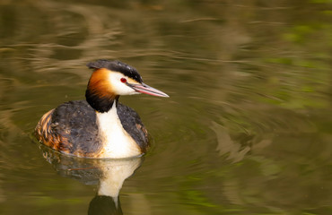 Great Crested Grebe (Podiceps cristatus).  Taken at Cardiff Bay Nature Reserve, South Wales UK