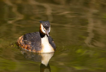 Great Crested Grebe (Podiceps cristatus).  Taken at Cardiff Bay Nature Reserve, South Wales UK
