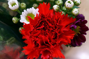 Carnation pink flower