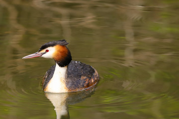 Great Crested Grebe (Podiceps cristatus). Taken at Cardiff Bay Nature Reserve, South Wales UK