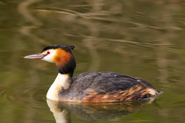 Great Crested Grebe (Podiceps cristatus).  Taken at Cardiff Bay Nature Reserve, South Wales UK