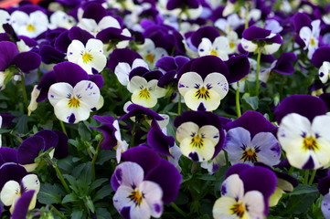 colorful Viola flower