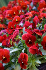 colorful Viola flower
