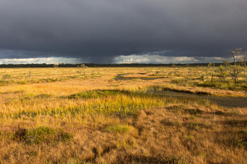 Vasenieku swamp in Latvia. Bog after a thunderstorm