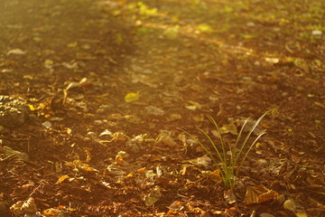 夕日を浴びた草