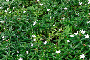Little white flower on green leaves plants.