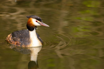 Great Crested Grebe (Podiceps cristatus).  Taken at Cardiff Bay Nature Reserve, South Wales UK