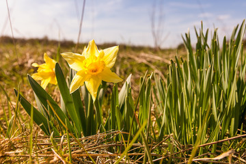 Daffodils (Narcissus jonquilla) on the meadow in sunny day