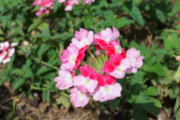 Pelargonium Geranium pink flower green plant