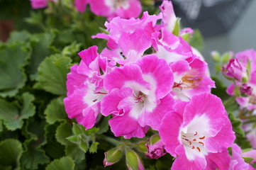 Naklejka premium Pelargonium Geranium pink flower green plant