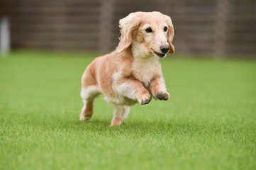 ミニチュアダックス